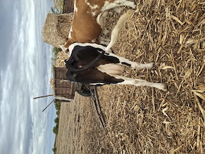 Vând  o vaca de7 ani  și o juninca de 2 ani