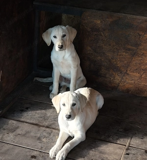 Pui Labrador crem ,5luni -vaccinați !!! - imagine 4