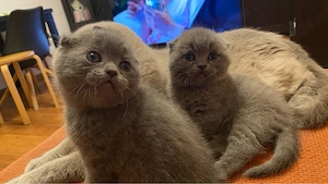 femela scottish fold