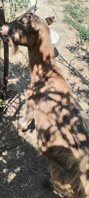 Capra de rasa buna