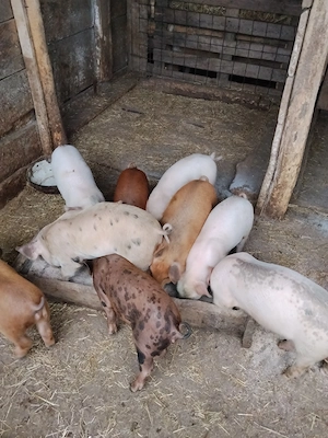 Vanzare purceii pietrian+duroc. - imagine 2