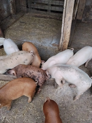 Vanzare purceii pietrian+duroc. - imagine 3