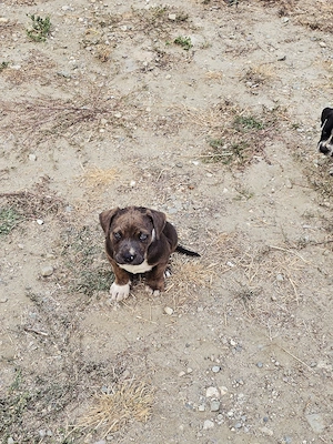Catei American bully xl - imagine 5