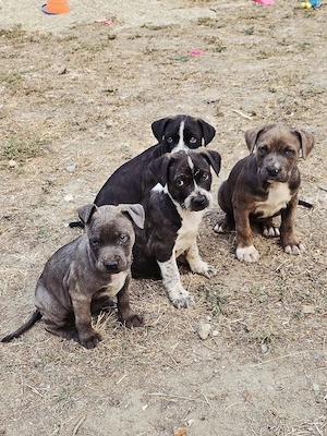 Catei American bully xl - imagine 4