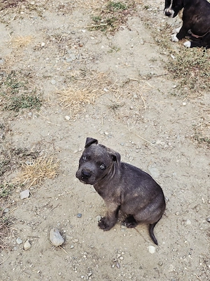 Catei American bully xl - imagine 3