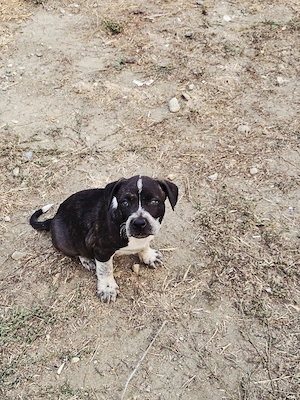 Catei American bully xl