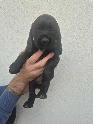 5 pui de cocker spaniel cauta familii iubitoare - imagine 2