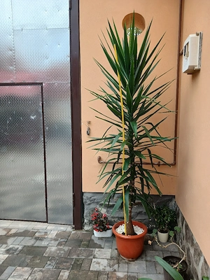 yucca gigant