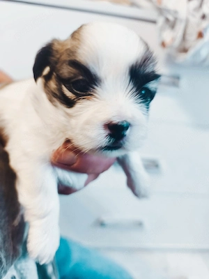 vind pui shih tzu - imagine 4