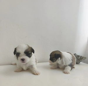 vind pui shih tzu - imagine 2