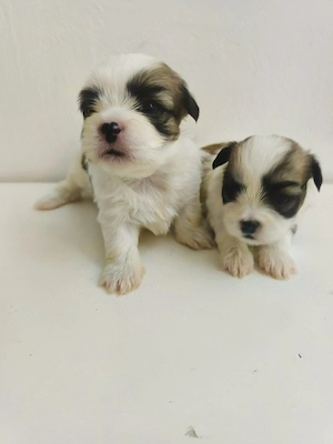 vind pui shih tzu - imagine 3