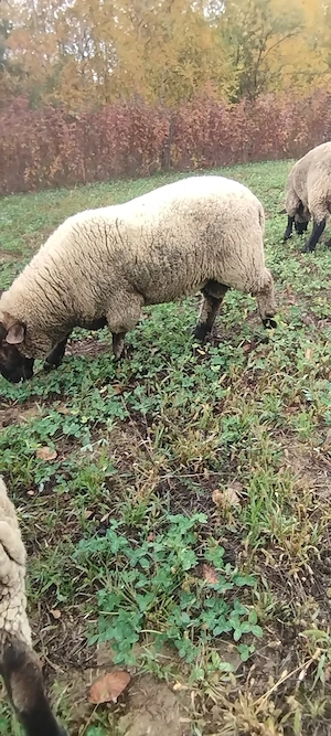 Berbec suffolk schimb 