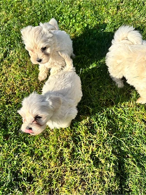 Pui Bichon Havanez 