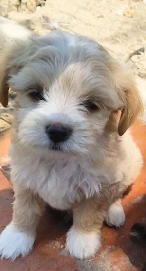Puiuț Bichon Havanez, superb, disponibil