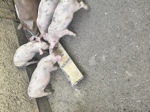 Vând porci 9 săptămâni Landrace și Duroc