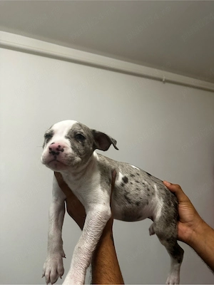 American Bully Xl  - imagine 5