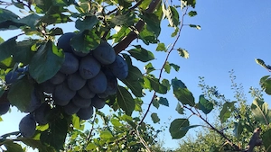 Vand prune uscate