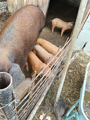 Purcei duroc de vanzare - imagine 4
