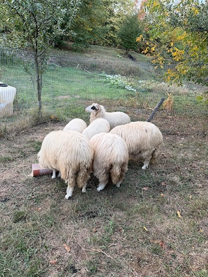 Oițe  spre vinzare
