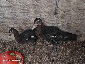 disponibila o familie de rate mute 