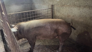 Porc de vânzare Dambovita  - imagine 2