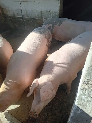 Porci pentru Crăciun 