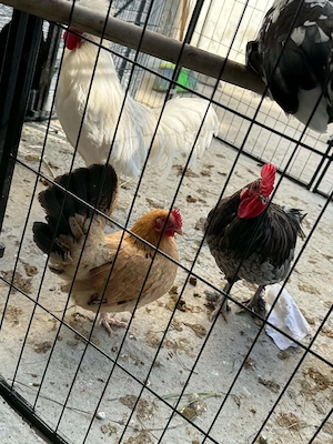 Vând familie de găinii