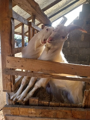 Vând iezi de prăsila in vârstă de 9 luni
