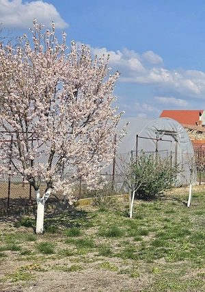Casă renovată în Nădlac   3 camere spațioase, teren 908 mp, livadă cu pomi fructiferi - imagine 9