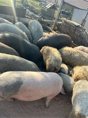 Porci mangalita de vanzare  - imagine 4