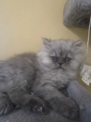 Motanel persan gri