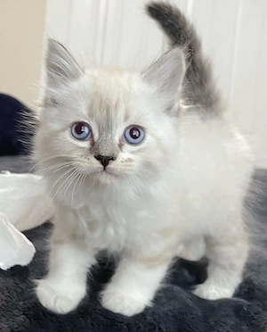 Ragdoll lync point pufosi