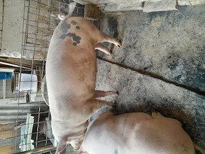 Porci  de vanzare - imagine 2