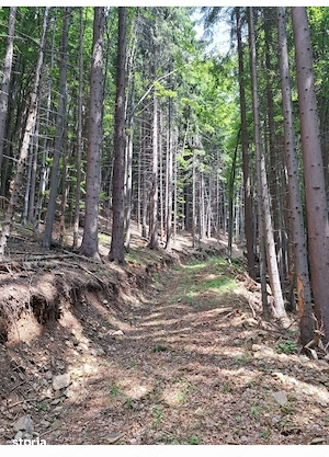 67500mp padure + pajiste Valea de Brazi jud Hunedoara