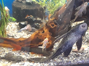 Plecostomus de vanzare - imagine 2