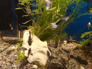 Plecostomus de vanzare - imagine 4