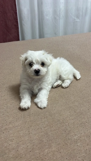 Puiuti de bichon maltez mini toy  - imagine 3