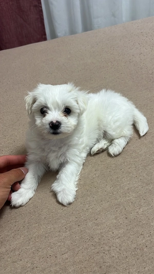 Puiuti de bichon maltez mini toy  - imagine 2