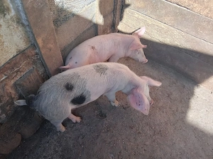 purcei vinzare