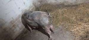 de vanzare o scrafa de carne rasa petrani 