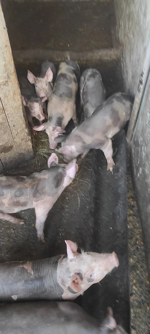 vind purcei de carne belgian petrean rasă pură 