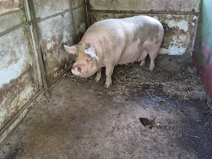 Vand porc 