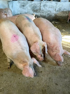 Porci și purcei rasa de carne  - imagine 4