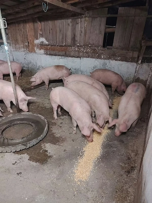 Porci de carne 