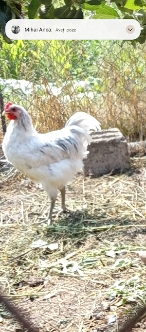 australorp 2026 - imagine 2