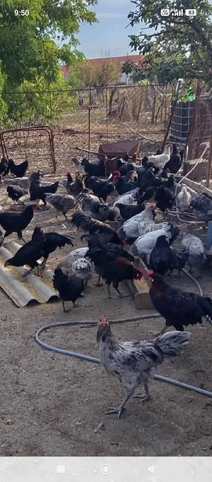 australorp 2026 - imagine 3
