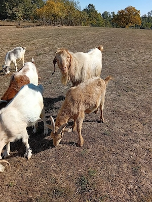 Capre f bune de lapte gestante cu tap anglonubian