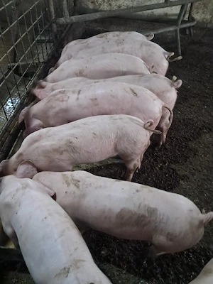 Purcei de vanzare pietrain si landrace - imagine 3