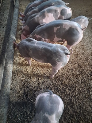 Purcei de vanzare pietrain si landrace