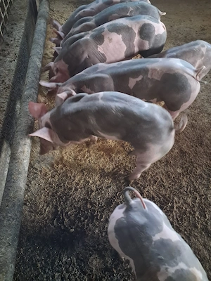 Purcei de vanzare pietrain si landrace - imagine 2
